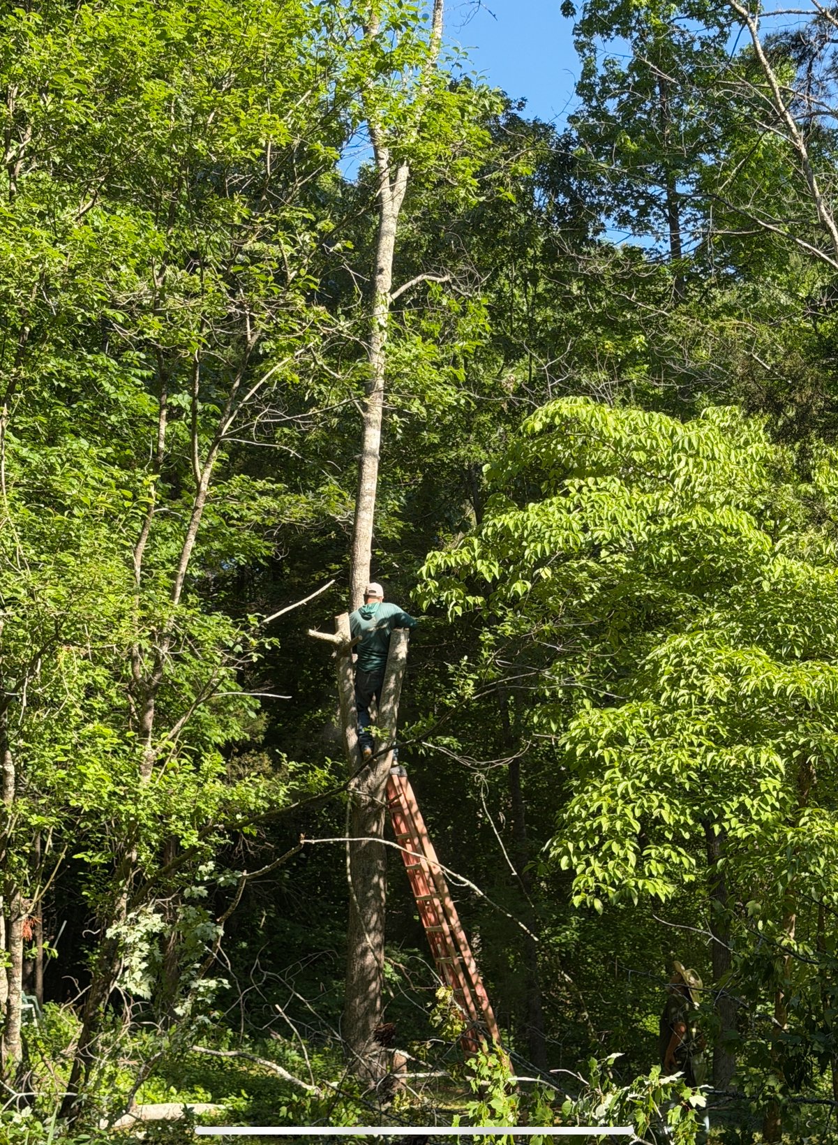 Tree Removal